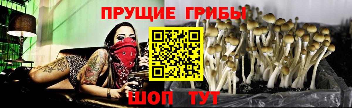 Псилоцибиновые грибы Psilocybine cubensis  Вход с VPN  Великий Новгород 